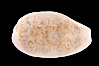 Rhinoceros Pale Cowrie. Image #08239
