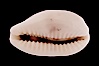 Rhinoceros Pale Cowrie. Image #08240