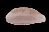 Rhinoceros Pale Cowrie. Image #08241