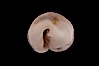Rhinoceros Pale Cowrie. Image #08242