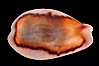 Chestnut Cowrie, Date Cowrie. California, USA. Image #08325