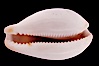 Chestnut Cowrie, Date Cowrie. California, USA. Image #08326