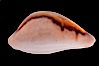 Chestnut Cowrie, Date Cowrie. California, USA. Image #08327