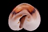 Chestnut Cowrie, Date Cowrie. California, USA. Image #08328