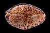 Little Arabian Cowrie. Image #08369