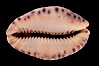 Little Arabian Cowrie. Image #08370