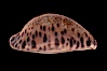 Little Arabian Cowrie. Image #08371