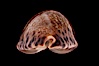 Little Arabian Cowrie. Image #08372