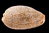 Mistaken Cowrie. Image #08389