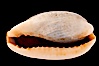 Mistaken Cowrie. Image #08390