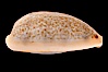 Mistaken Cowrie. Image #08391