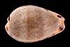 Yellow-toothed Cowrie. Image #08397