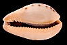 Yellow-toothed Cowrie. Image #08398