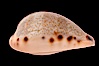 Yellow-toothed Cowrie. Image #08399