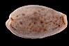 Boivin's Cowrie. Image #08409