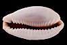 Boivin's Cowrie. Image #08410