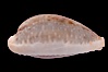 Boivin's Cowrie. Image #08411