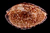 Little Arabian Cowrie. Image #08474