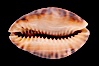 Little Arabian Cowrie. Image #08475