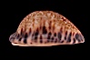 Little Arabian Cowrie. Image #08476