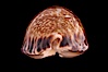 Little Arabian Cowrie. Image #08477