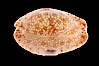 Gnawed Cowrie. Image #08577