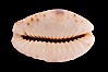 Gnawed Cowrie. Image #08578