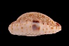 Gnawed Cowrie. Image #08579