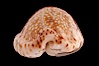 Gnawed Cowrie. Image #08580