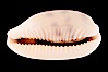 Pale Cowrie. Image #08610