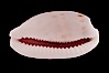 Translucent Tapering Cowrie. Image #08614