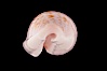 Translucent Tapering Cowrie. Image #08616