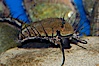 Juvenile red abalone. Image #08636