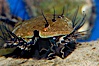 Juvenile red abalone. Image #08637