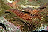 Red rock shrimp. Image #08639
