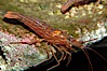 Red rock shrimp. Image #08640