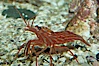Red rock shrimp. Image #08641
