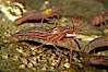 Red rock shrimp. Image #08642