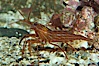 Red rock shrimp. Image #08643