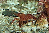 Red rock shrimp. Image #08644