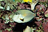 Arabian surgeonfish. Image #08652