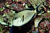 Arabian surgeonfish. Image #08653