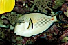 Arabian surgeonfish. Image #08655