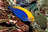 Flameback angelfish. Image #08656