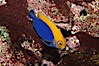Flameback angelfish. Image #08657