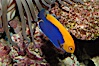 Flameback angelfish. Image #08658
