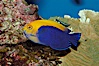 Flameback angelfish. Image #08659