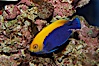 Flameback angelfish. Image #08660