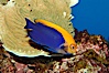 Flameback angelfish. Image #08661