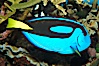 Palette surgeonfish. Image #08665